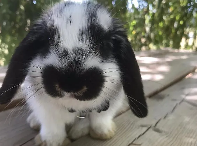 L Oree Du Bois Moncheux