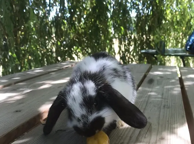 Holiday home L Oree Du Bois Moncheux