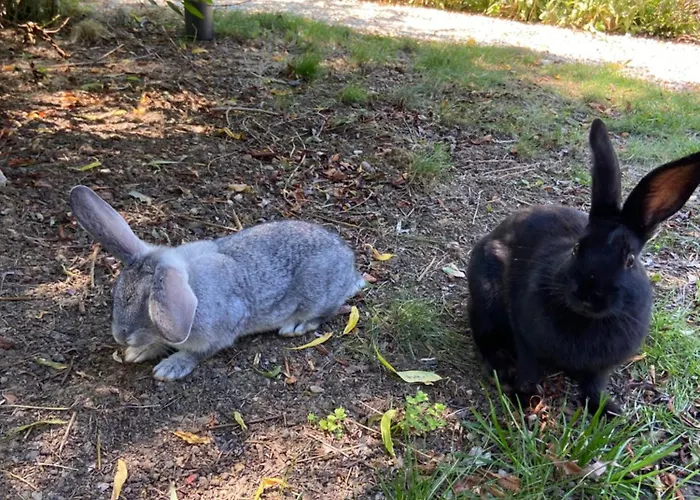 L Oree Du Bois Dom wakacyjny *